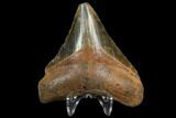 Fossil Megalodon Tooth - North Carolina #129966-2